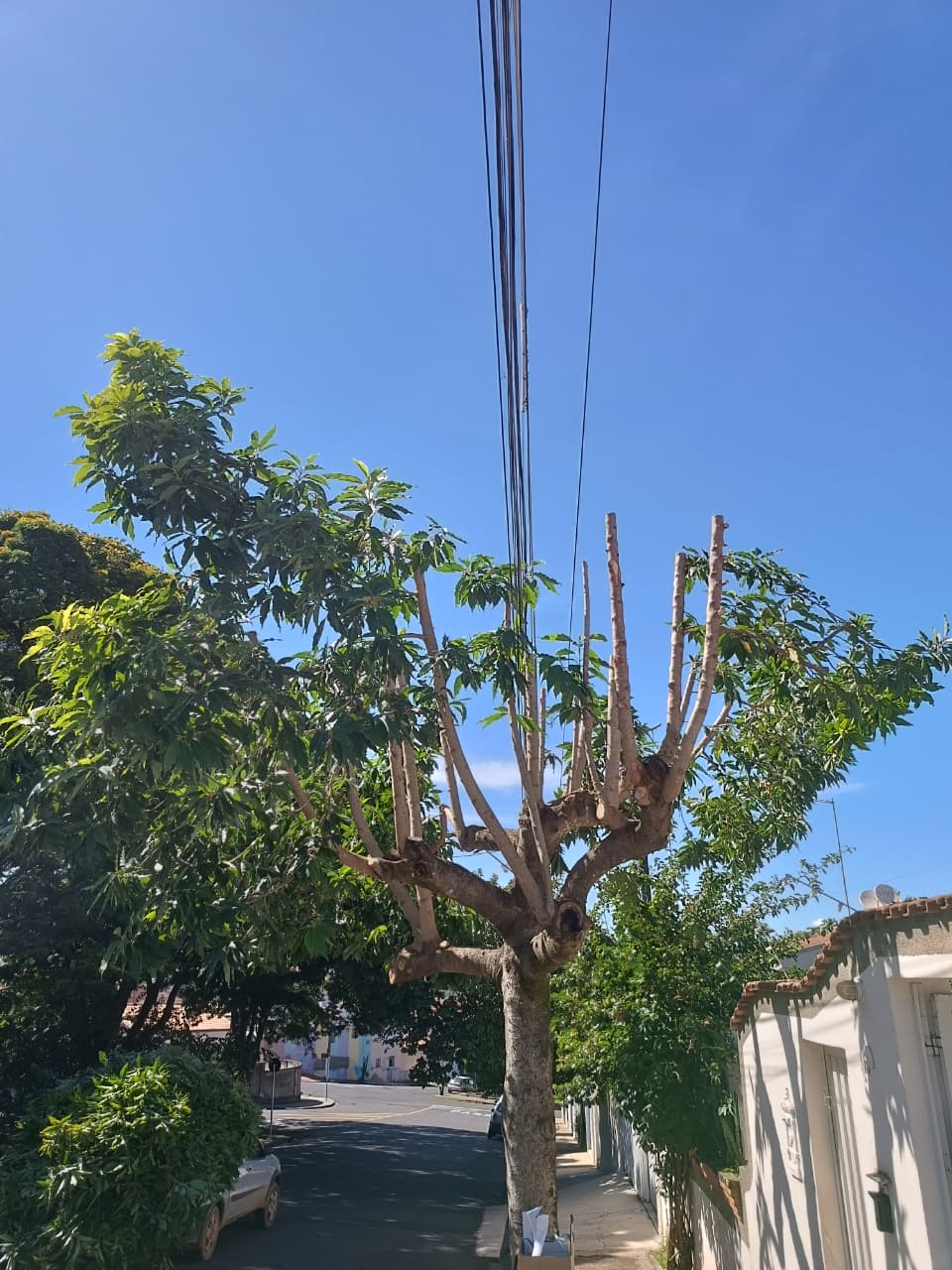 Árvore próxima a residência - poda de segurança