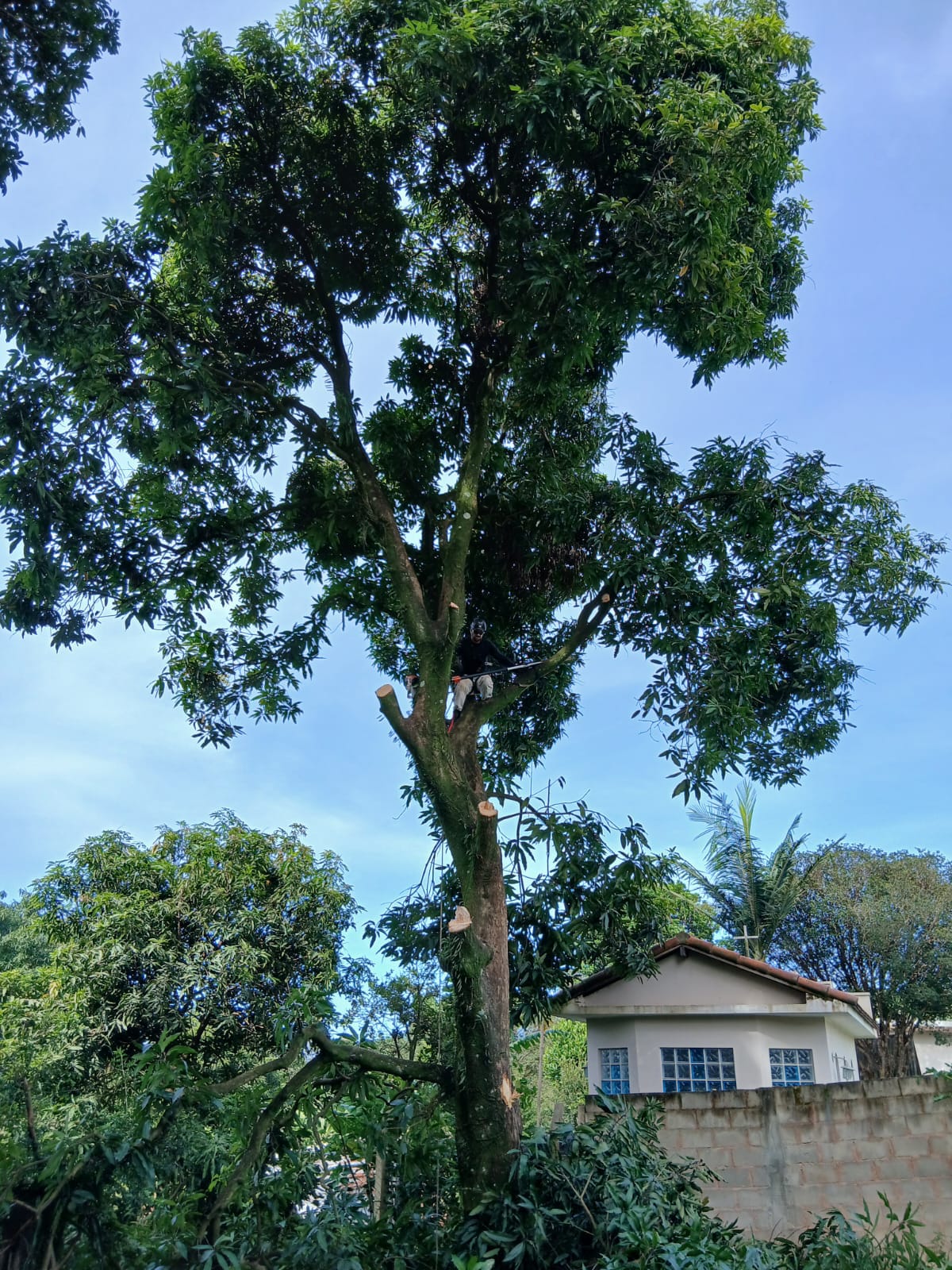 Corte de árvore junto a casa em São João da Boa Vista