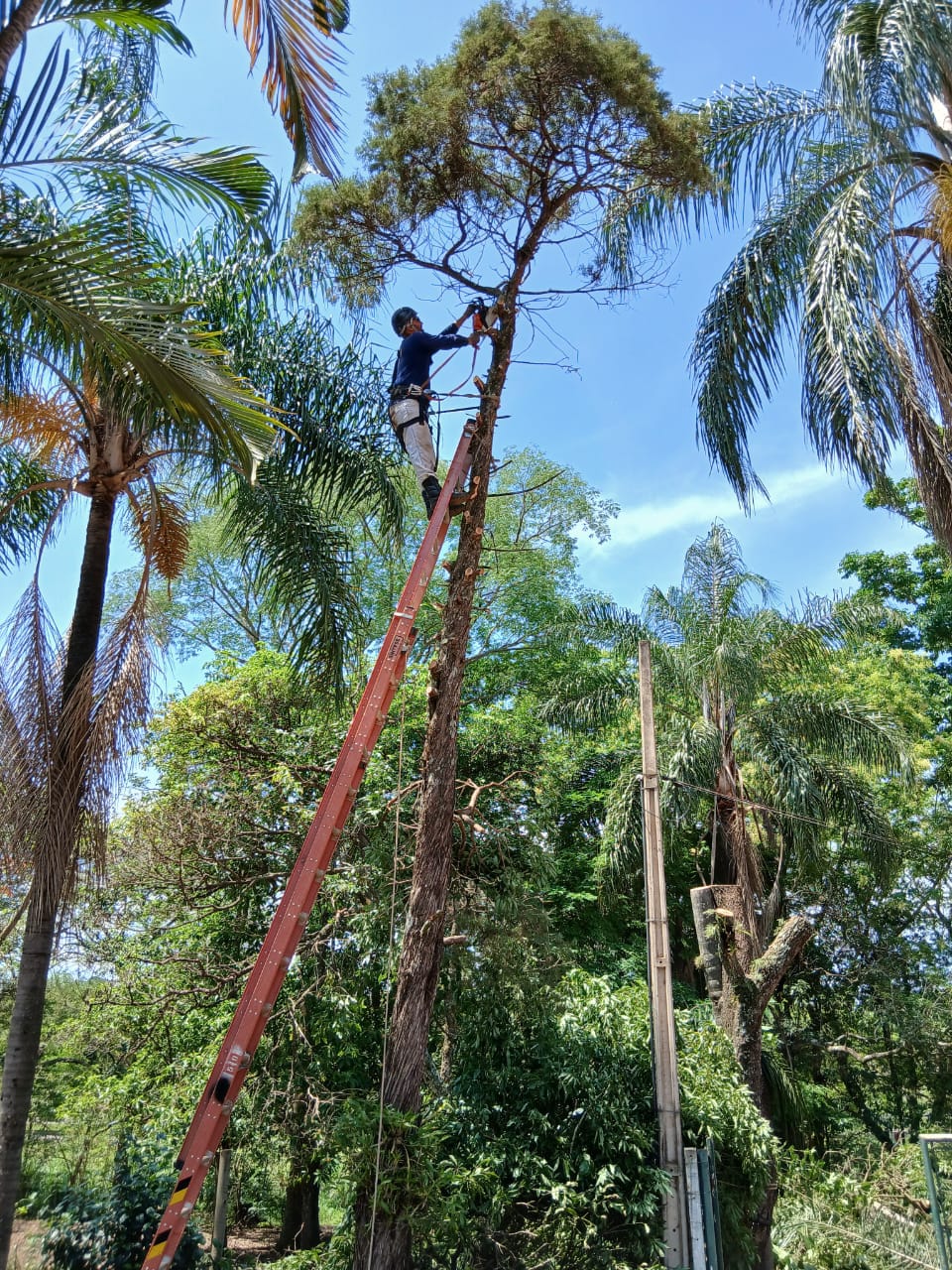 Limpeza e manejo de árvore em área de mato