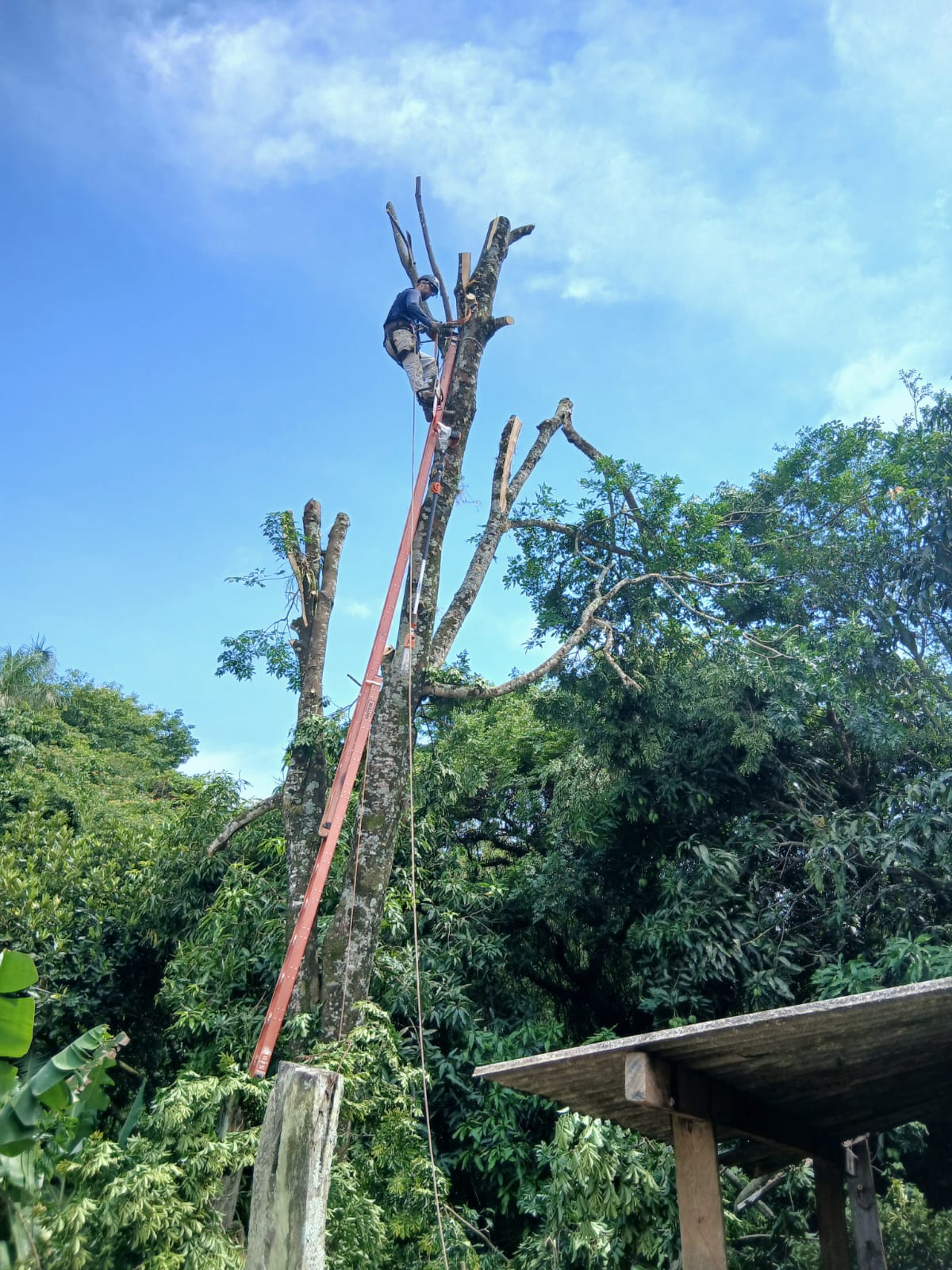 Poda de árvore em área de vegetação densa