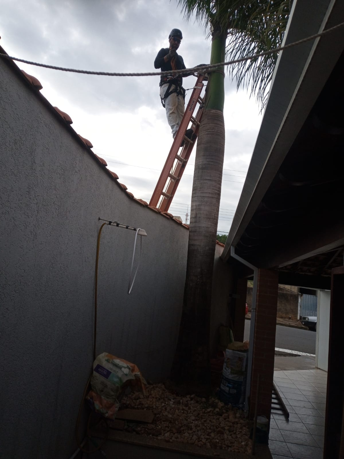 Manejo especializado de palmeira alta