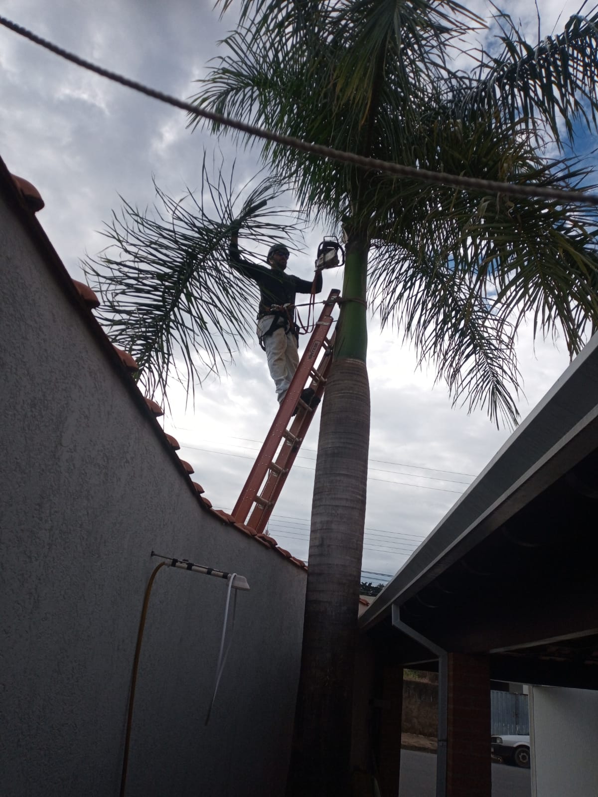 Escalada e poda de palmeira com segurança
