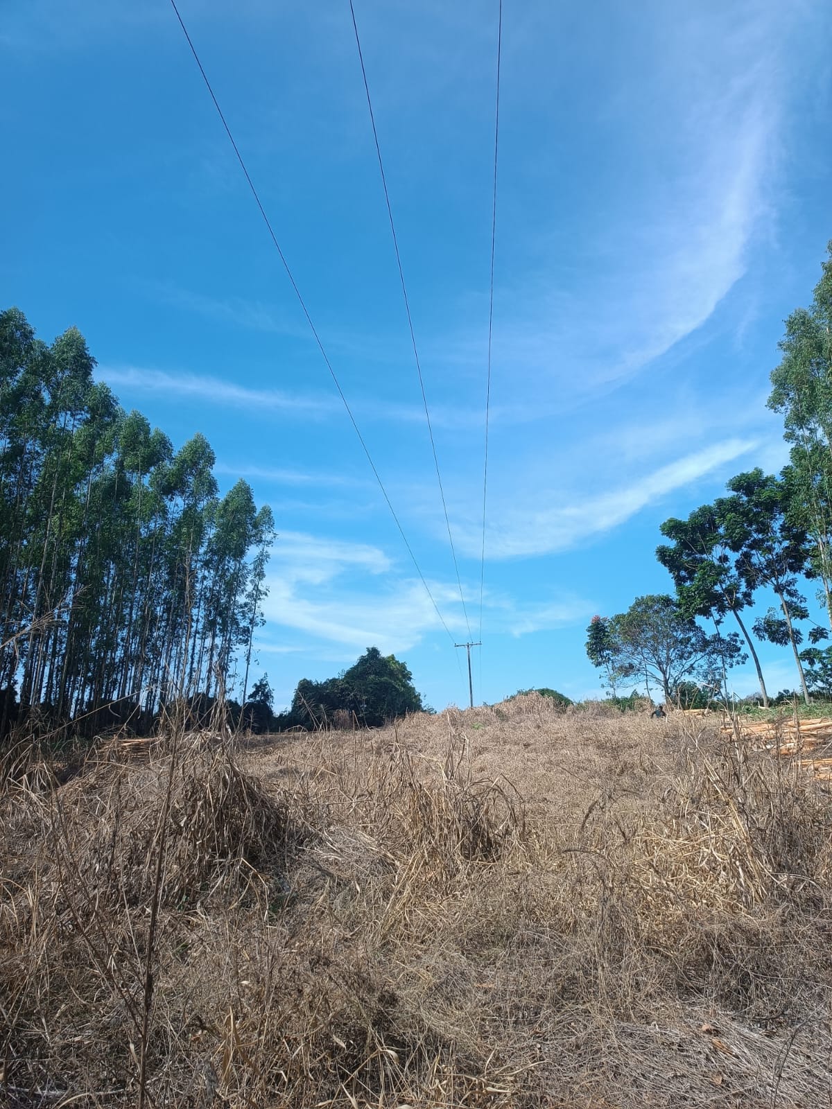 Poda e supressão de árvore em São João da Boa Vista