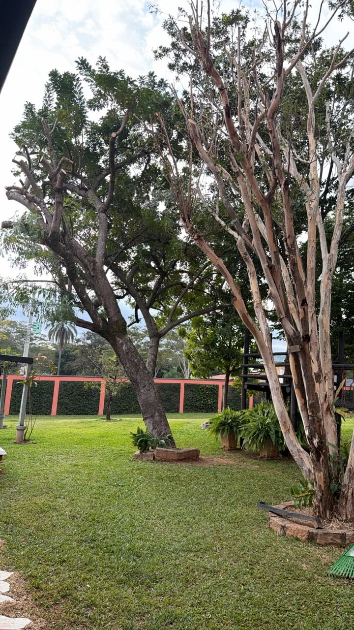Serviço de poda de árvore na região de São João da Boa Vista