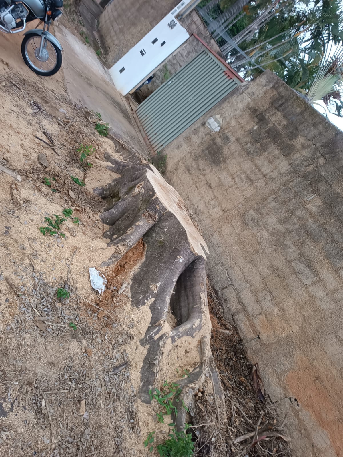 Manejo arbóreo profissional em São João da Boa Vista