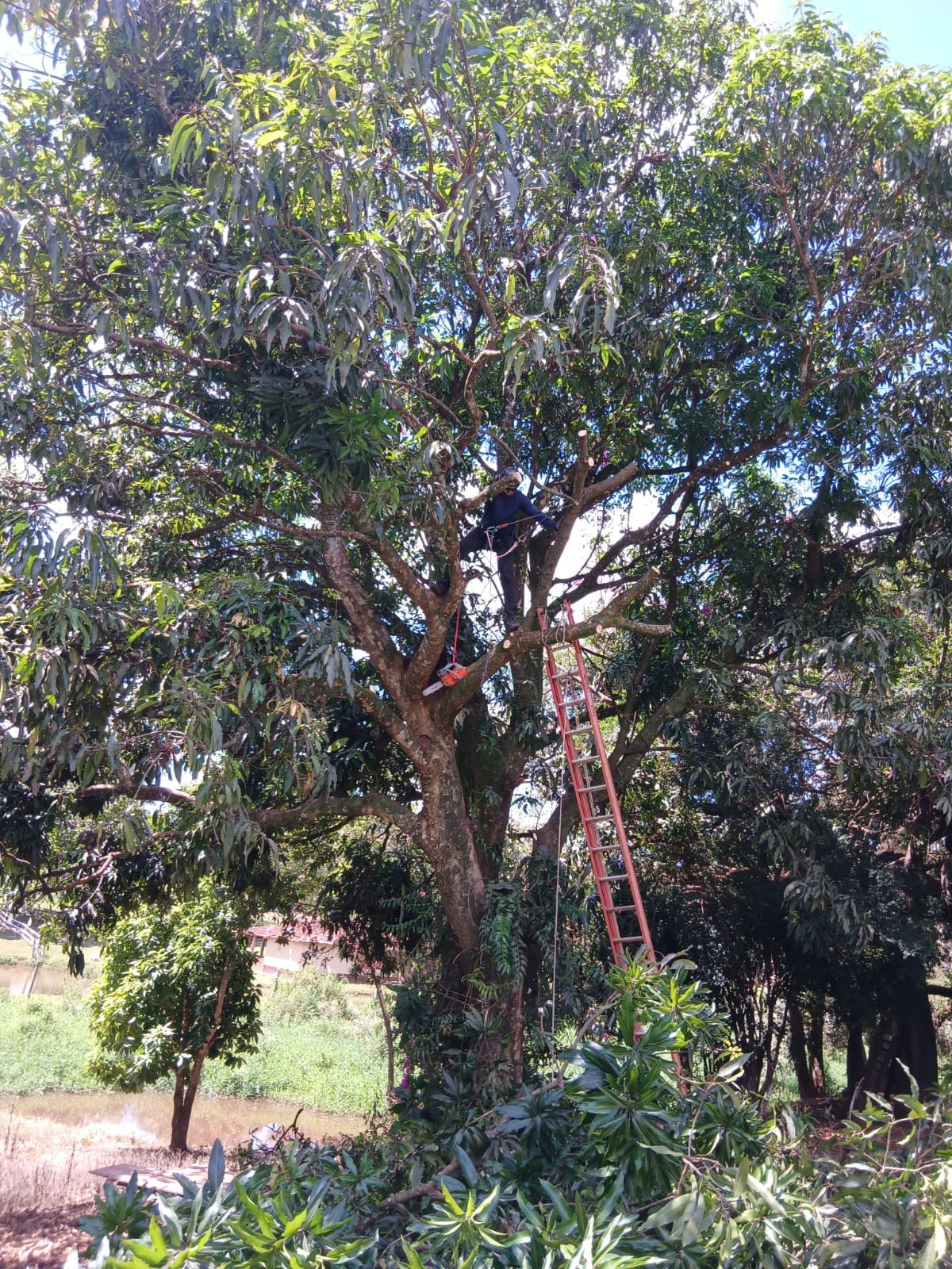 Serviço de poda de árvore na região