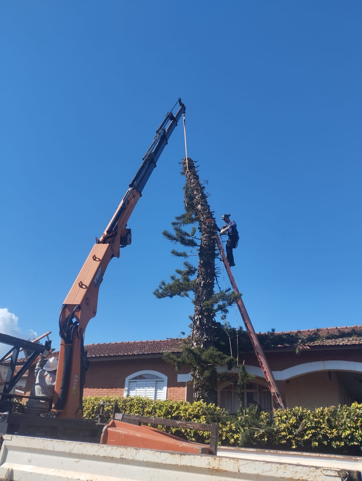 Supressão de árvore de grande porte com caminhão munck em São João da Boa Vista