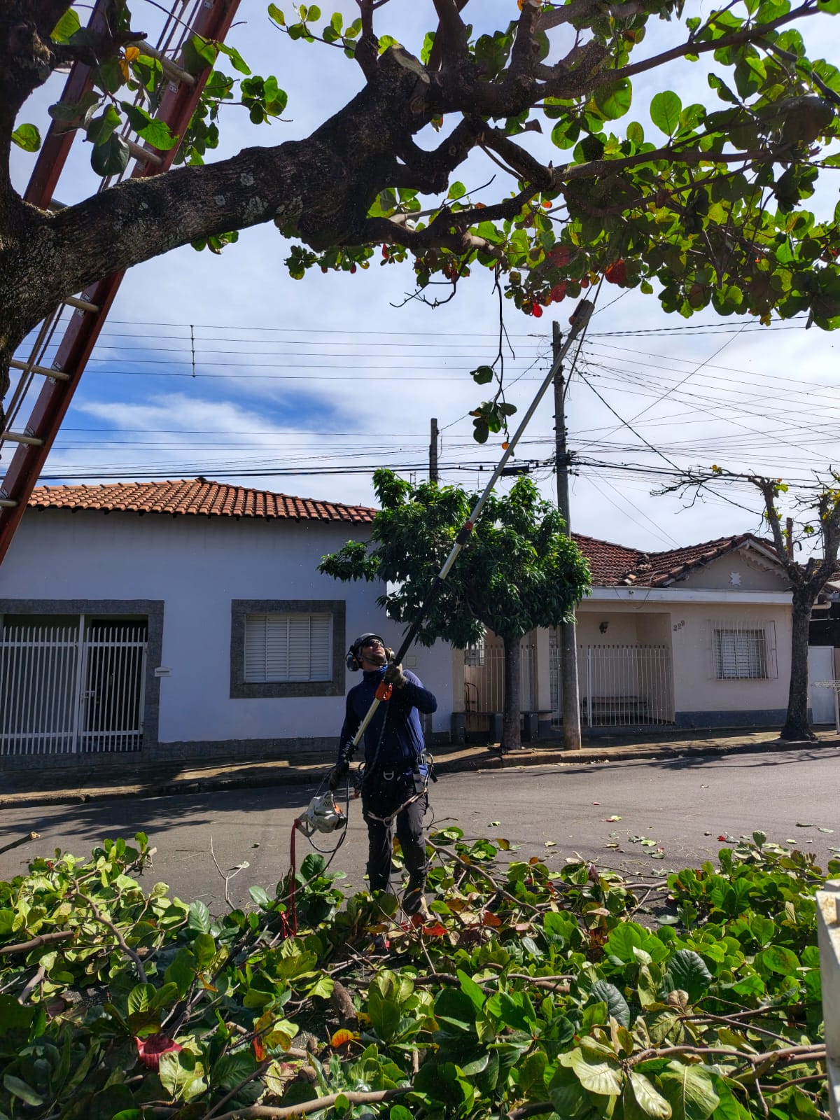 Serviço de poda de árvore em via pública em São João da Boa Vista