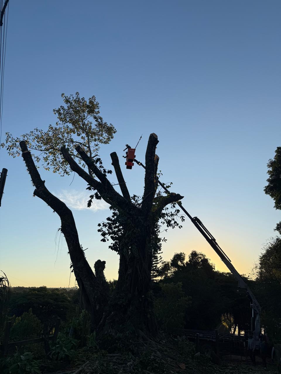 Corte de árvore ao pôr do sol em São João da Boa Vista